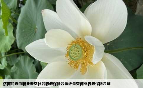 济南的自由职业者交社会养老保险合适还是交商业养老保险合适