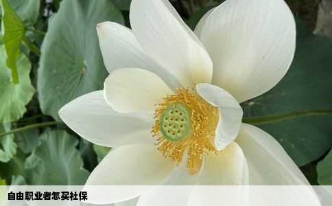 自由职业者怎买社保