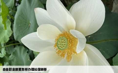 自由职业缴费怎样办理社保转移