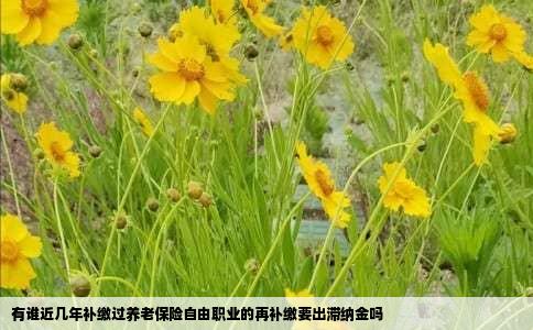 有谁近几年补缴过养老保险自由职业的再补缴要出滞纳金吗