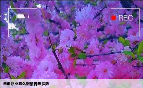 自由职业怎么缴纳养老保险