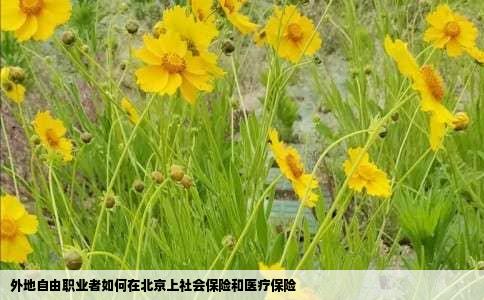 外地自由职业者如何在北京上社会保险和医疗保险