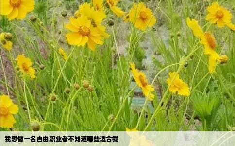 我想做一名自由职业者不知道哪些适合我