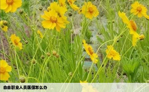 自由职业人员医保怎么办