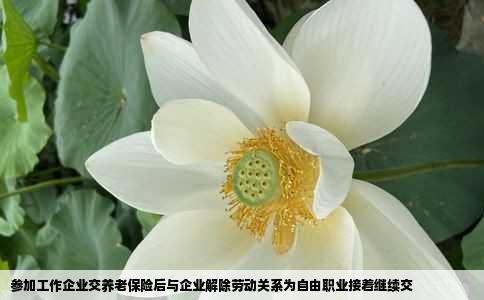 参加工作企业交养老保险后与企业解除劳动关系为自由职业接着继续交