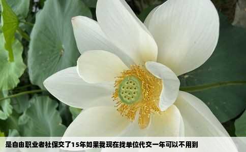 是自由职业者社保交了15年如果我现在找单位代交一年可以不用到