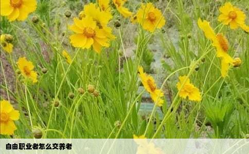 自由职业者怎么交养老