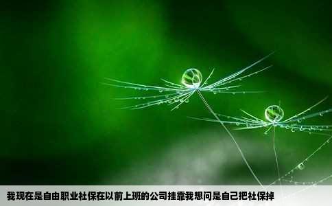 我现在是自由职业社保在以前上班的公司挂靠我想问是自己把社保掉