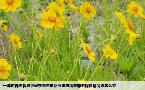 一年的养老保险但现在是自由职业者想续交养老保险请问该怎么办