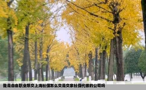 我是自由职业想交上海社保怎么交是交家社保代缴的公司吗
