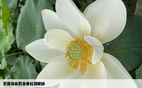 无锡自由职业者社保缴纳