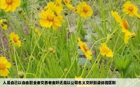 人是自己以自由职业者交养老金好还是以公司名义交好到退休得区别