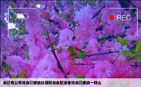 自己有公司给自己缴纳社保和自由职业者给自己缴纳一样么