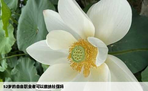 52岁的自由职业者可以缴纳社保吗