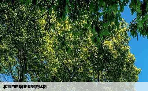 北京自由职业者缴费比例