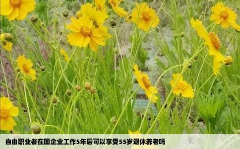 自由职业者在国企业工作5年后可以享受55岁退休养老吗