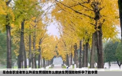 是自由职业者怎么购买生育保险怎么缴纳生育保险她怀孕了能享受