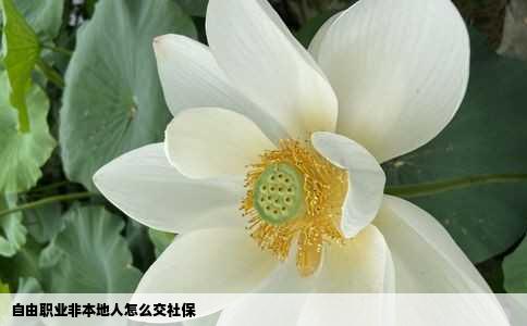 自由职业非本地人怎么交社保