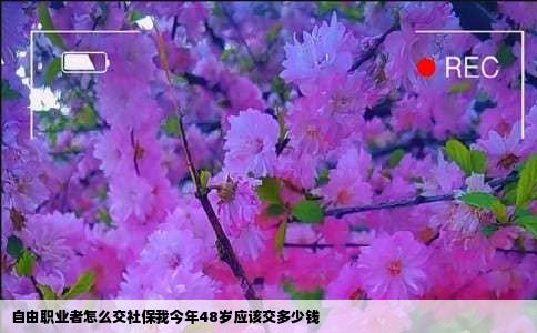 自由职业者怎么交社保我今年48岁应该交多少钱