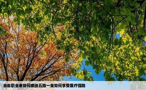 自由职业者如何缴纳五险一金如何享受医疗保险