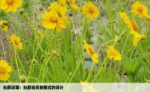 社群运营：社群会员制模式的设计