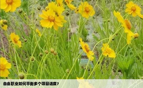 自由职业如何平衡多个项目进度？