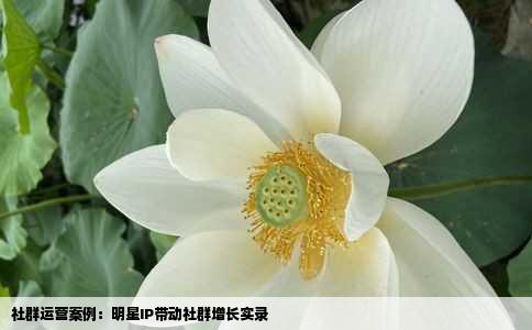 社群运营案例：明星IP带动社群增长实录