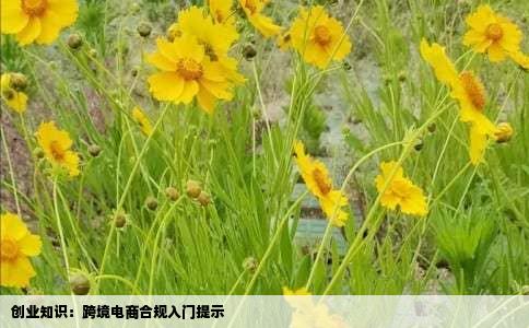 创业知识：跨境电商合规入门提示