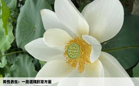 男性养生：一周调理肝肾方案