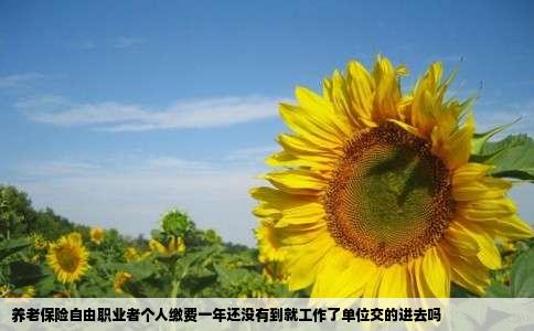 养老保险自由职业者个人缴费一年还没有到就工作了单位交的进去吗