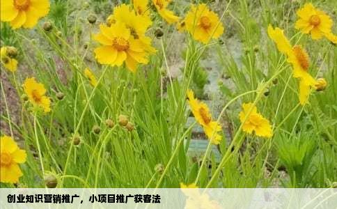 创业知识营销推广，小项目推广获客法