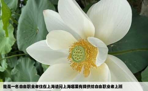 我是一名自由职业者住在上海请问上海哪里有提供给自由职业者上班