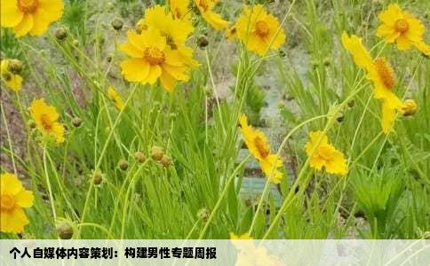 个人自媒体内容策划：构建男性专题周报