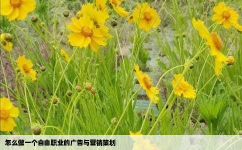 怎么做一个自由职业的广告与营销策划