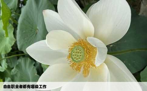 自由职业者都有哪些工作