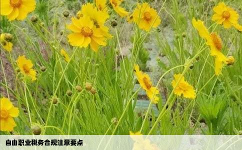 自由职业税务合规注意要点