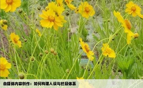 自媒体内容创作：如何构建人设与栏目体系