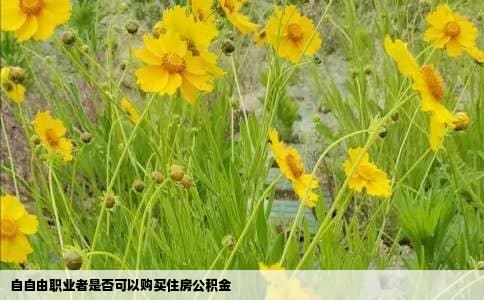 自自由职业者是否可以购买住房公积金