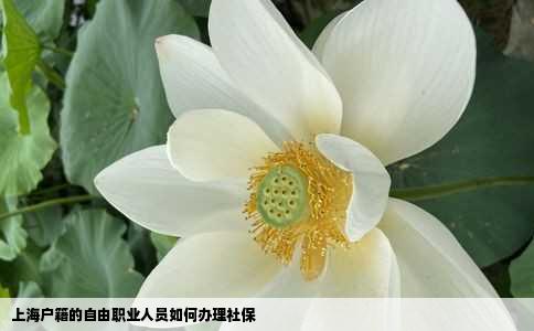 上海户籍的自由职业人员如何办理社保